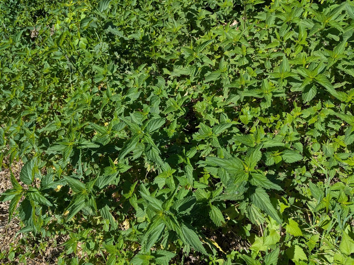 Stinging nettle